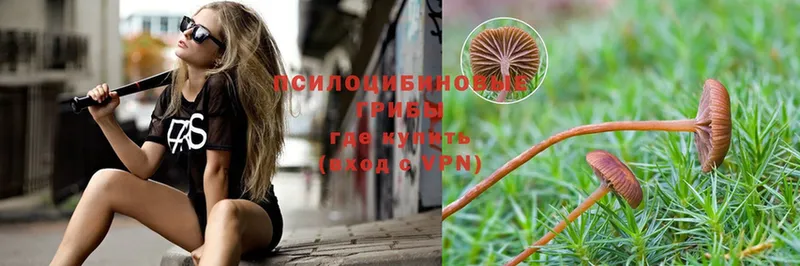 Псилоцибиновые грибы Psilocybine cubensis  Алушта 